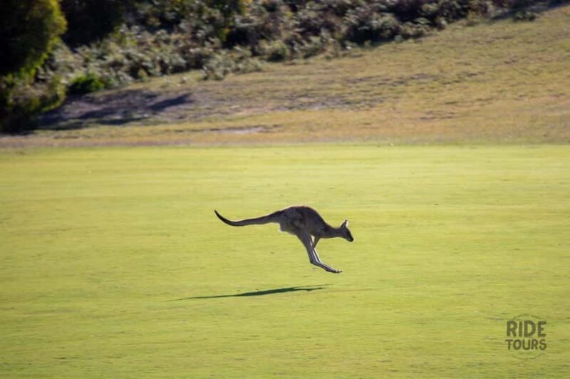 Melbourne: Great Ocean Road & Wildlife Tour for Backpackers - Wildlife and Scenic Highlights: Why They Matter