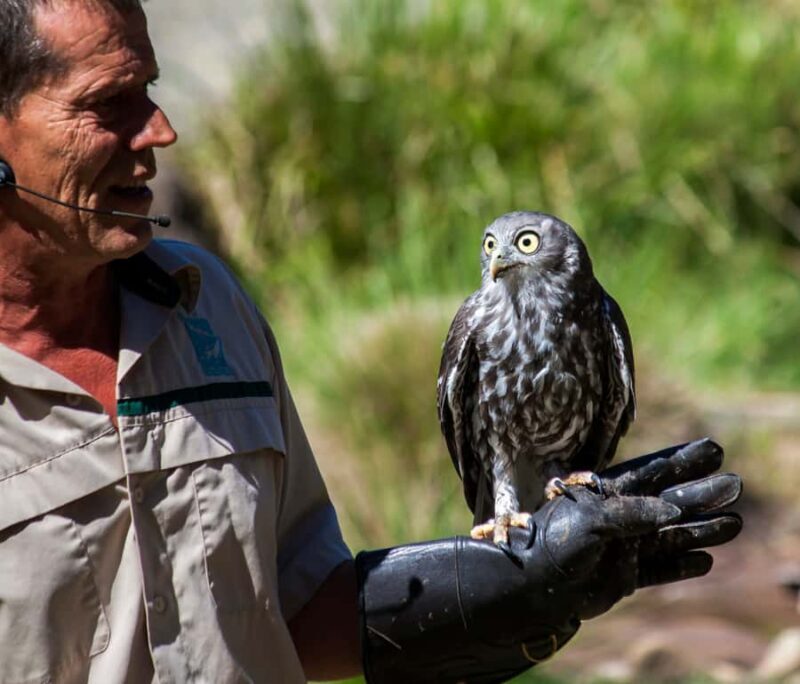 Melbourne: Healesville Sanctuary & Phillip Island Tour - Introduction: What’s on Offer and Who’s it For?