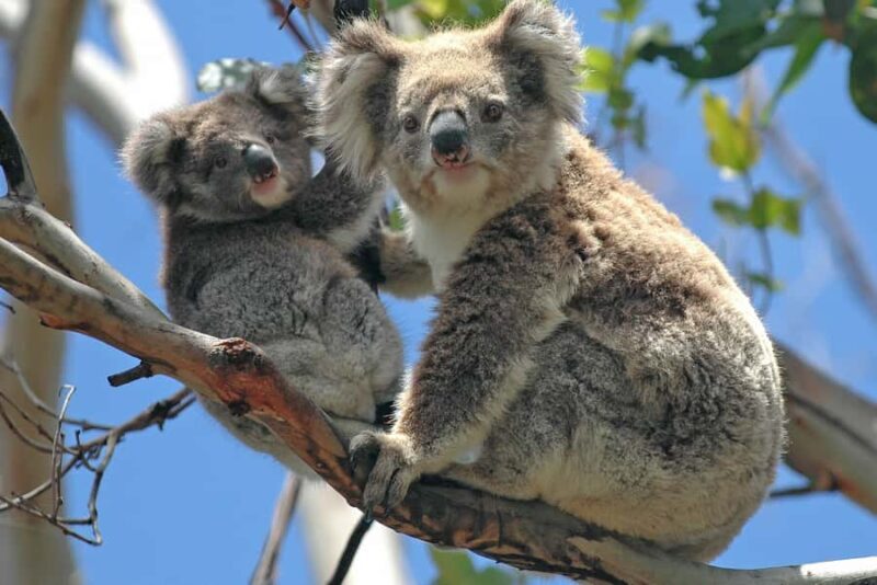 Melbourne: Healesville Sanctuary & Phillip Island Tour - Itinerary Breakdown: What to Expect