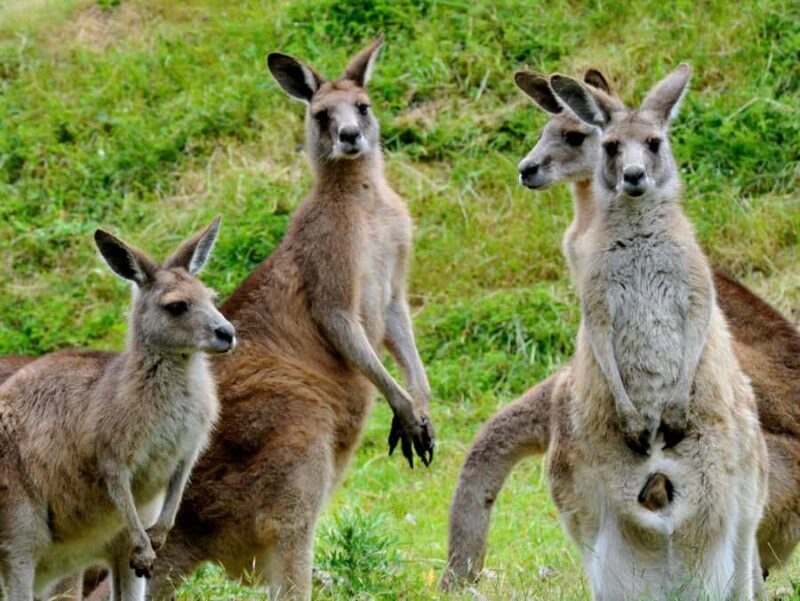 Melbourne: Healesville Sanctuary & Phillip Island Tour - The Experience in Detail: Worth the Price?