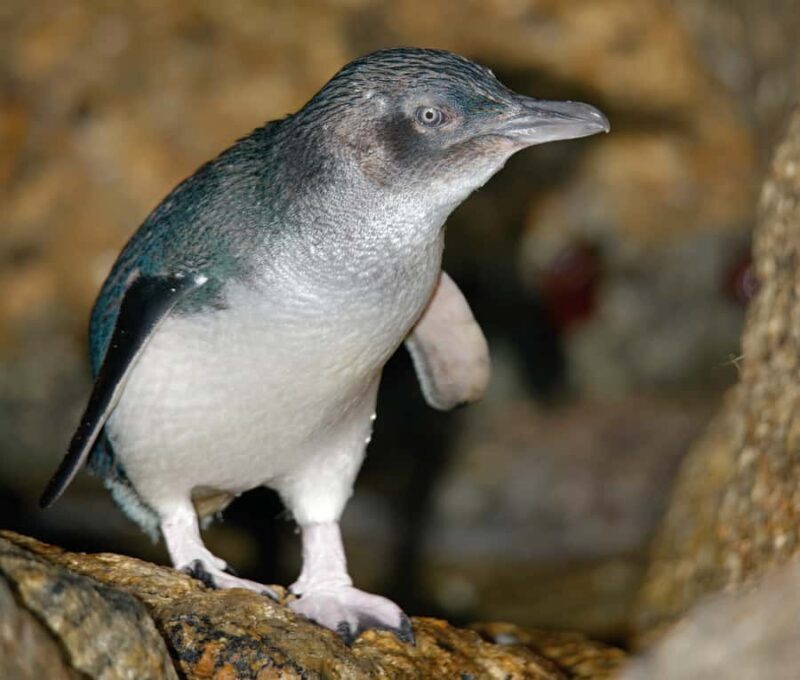 Melbourne: Healesville Sanctuary & Phillip Island Tour - Practical Tips for Making the Most of the Tour