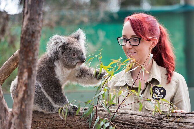 Melbourne Highlights and Aussie Wildlife Express Tour - What Makes This Tour Stand Out