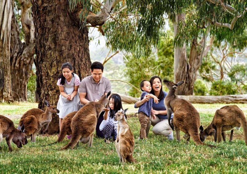 Melbourne Highlights & Aussie Wildlife Express Tour - An Overview of the Tour Experience