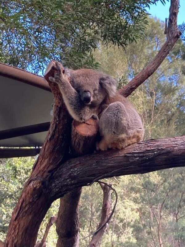 Melbourne: Marysville Day Trip with Healesville Sanctuary - Key Points