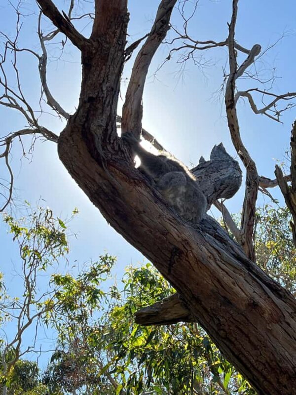 Melbourne: Mornington Peninsula Private Trip include tickets - Practicalities and Value