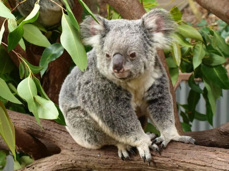 Melbourne: Murray River Paddle Steamer, Wine & Wildlife Tour - Key Points