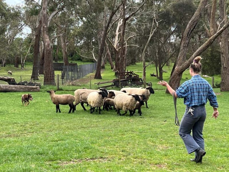 Melbourne: Penguin Parade & Churchill Island Farm Tour - Final Thoughts