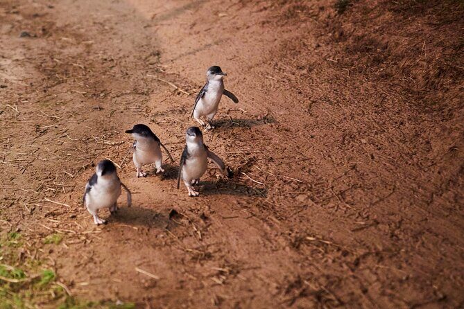 Melbourne: Penguin Parade , Koala & Brighton Bathing Boxes - The Penguin Parade: Nature’s Small Wonders at Sunset