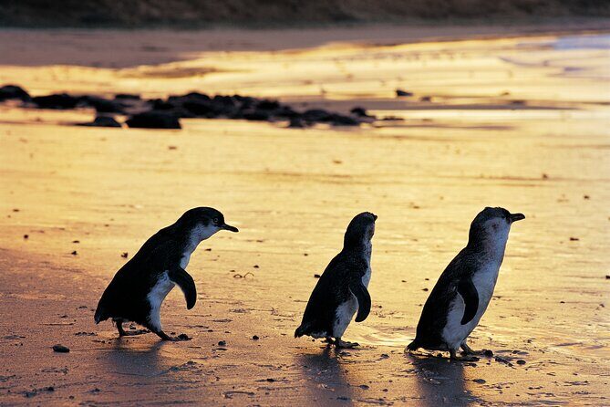 Melbourne: Penguin Parade , Koala & Brighton Bathing Boxes - Who This Tour Is Best For
