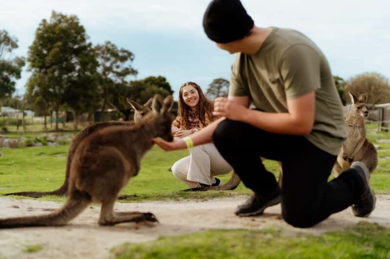 Melbourne: Penguin Parade , Koala & Brighton Bathing Boxes - Key Points