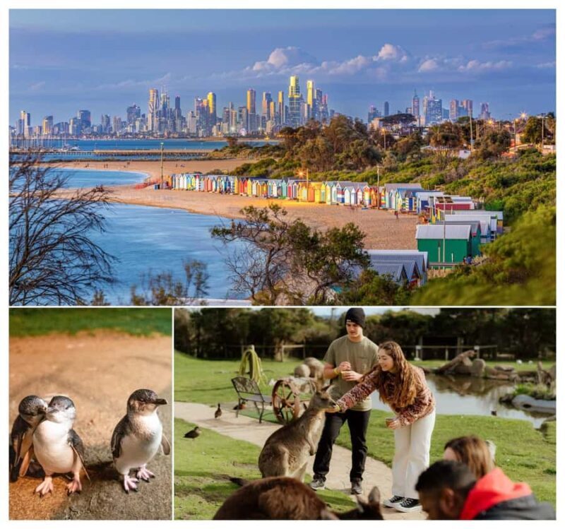 Melbourne: Penguin Parade , Koala & Brighton Bathing Boxes - A Detailed Look at the Tour Experience