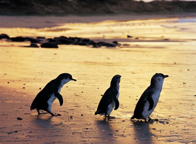Melbourne: Penguin Parade , Koala & Brighton Bathing Boxes - The Bottom Line