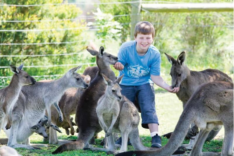 Melbourne: Penguin Parade & Phillip Island Scenic Day Tour - The Sum Up: Is It Worth It?