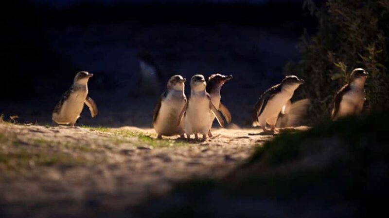 Melbourne: Penguin Parade Tour with Puffing Billy Train Ride - What Past Travelers Say