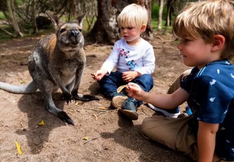 Melbourne: Peninsula Nature Private Day Trip with Dinner - Key Points