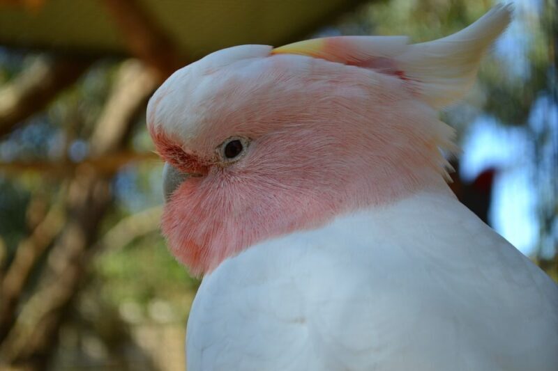 Melbourne: Peninsula Nature Private Day Trip with Dinner - Is This Tour Right for You?
