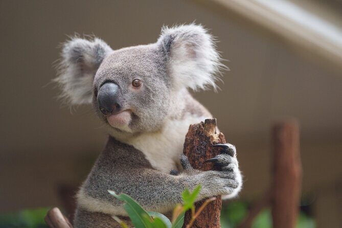 Melbourne Phillip Island 1 Day Tour - Who Should Consider This Tour?