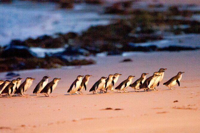 Melbourne Phillip Island 1 Day Tour - FAQ