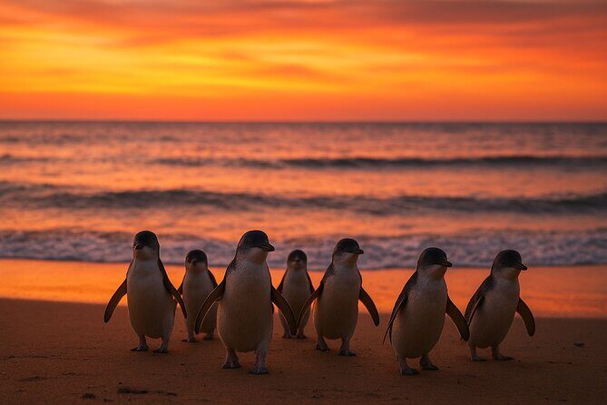 Melbourne Phillip Island Penguin Parade Private Tour -Pickup incl - Key Points