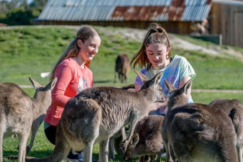 Melbourne: Phillip Island Penguin Parade Watching Day Tour - Key Points