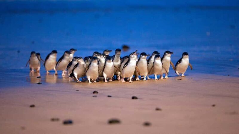 Melbourne: Phillip Island Penguins, Koalas & Hike Tour - Delving into the Details: What Makes This Tour Stand Out