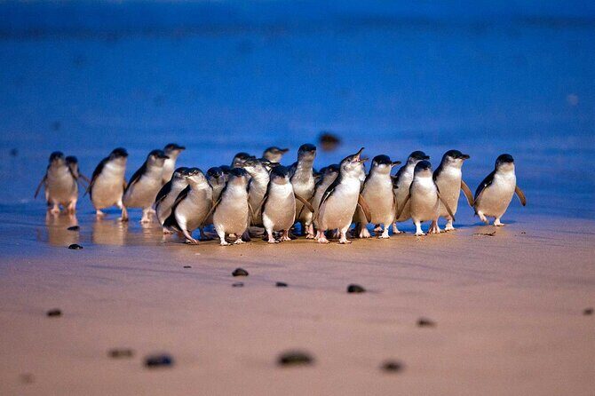Melbourne Phillip Island Private Tour with Penguin - Key Points