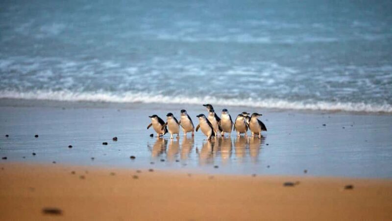 Melbourne: Phillip Island Private Tour with Penguin Parade - An Honest Look at the Phillip Island Private Tour