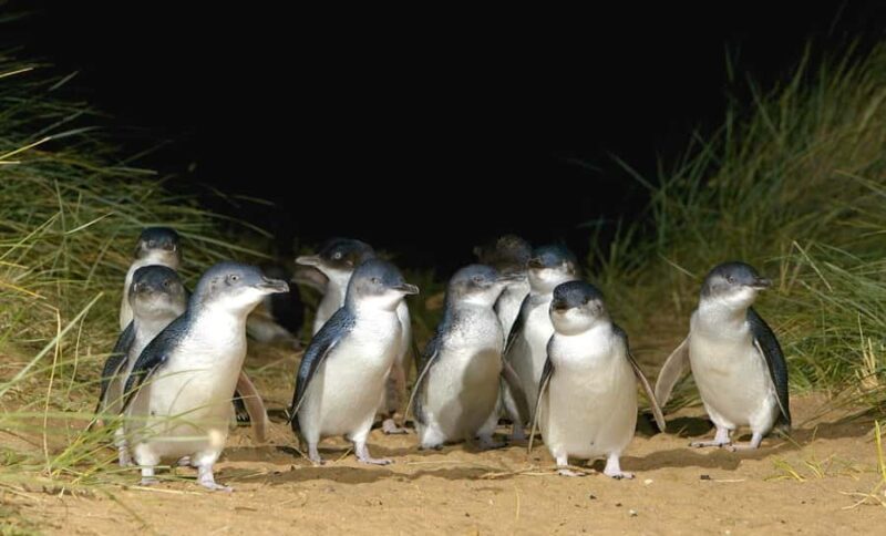 Melbourne: Phillip Island Private Tour with Penguin Parade - What the Reviews Say