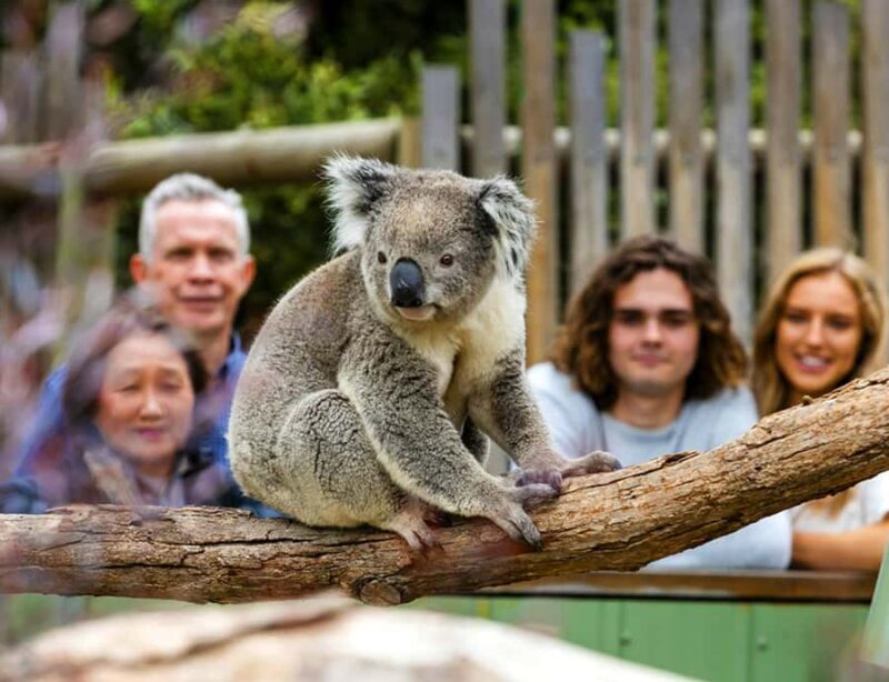 Melbourne: Phillip Island Private Tour with Penguin Parade - Price and Value