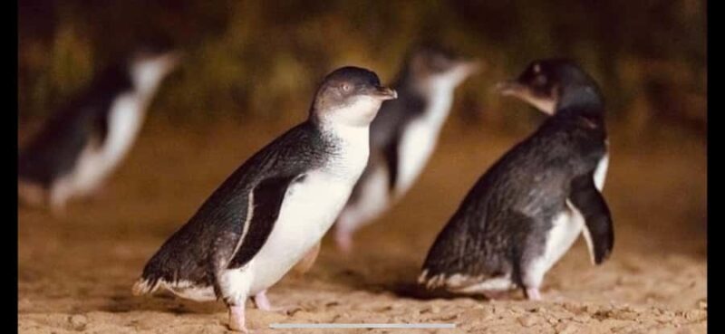 Melbourne: Phillip Island Private Tour with Penguin Parade - Seamless Pickup and Comfortable Travel