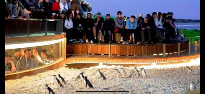 Melbourne: Phillip Island Private Tour with Penguin Parade - The Penguin Parade: The Highlight