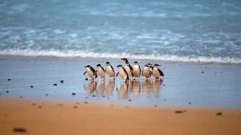 Melbourne: Phillip Island Private Trip, Penguin and Wildlife - Who Would Love This Tour?