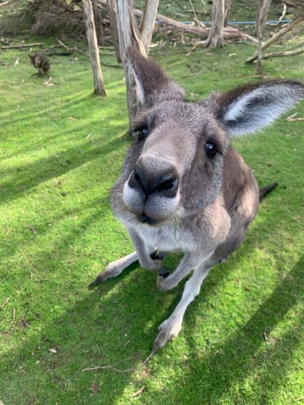 Melbourne: Phillip Island Tour & Penguin Parade - In-Depth Review of the Melbourne: Phillip Island Tour & Penguin Parade