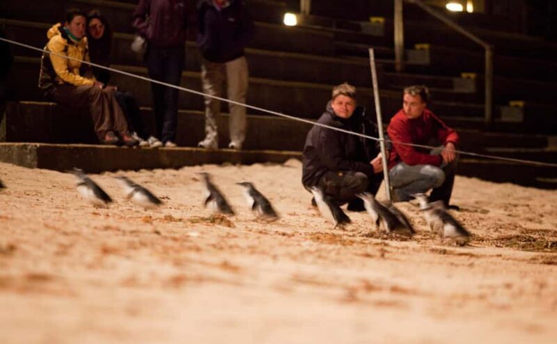 Melbourne: Phillip Island Tour & Penguin Parade - FAQs