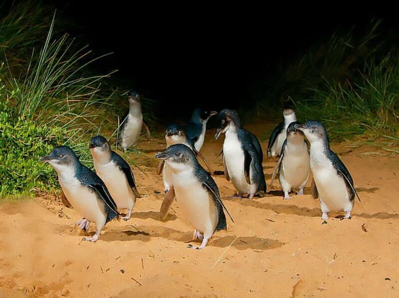 Melbourne: Phillip Island Tour w/ Hop-on Bus or Seal Cruise - Key Points