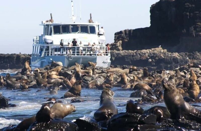 Melbourne: Phillip Island Tour w/ Hop-on Bus or Seal Cruise - Transport, Comfort, and Group Size