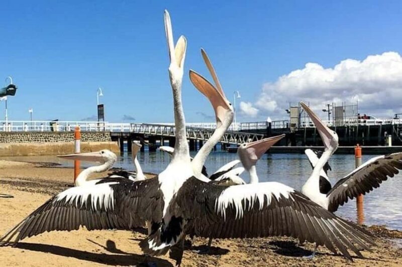 Melbourne: Phillip Island Tour w/ Hop-on Bus or Seal Cruise - What the Reviews Say