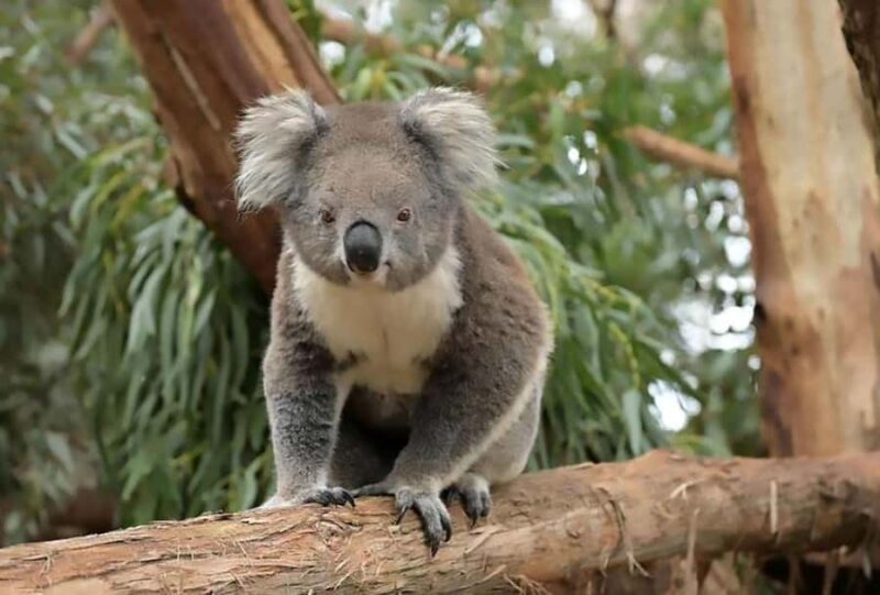 Melbourne: Phillip Island Tour w/ Hop-on Bus or Seal Cruise - Who Will Enjoy This Tour?