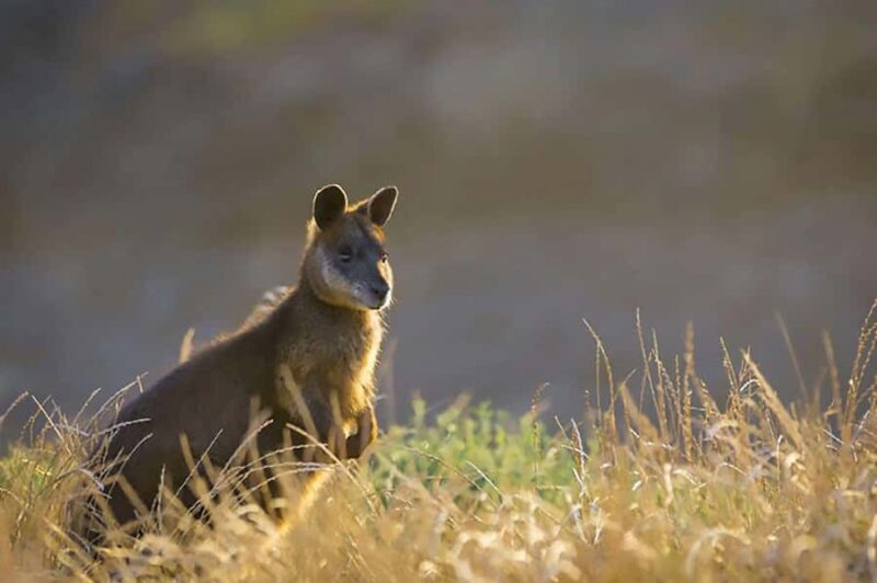 Melbourne: Phillip Island Tour w/ Hop-on Bus or Seal Cruise - Final Thoughts