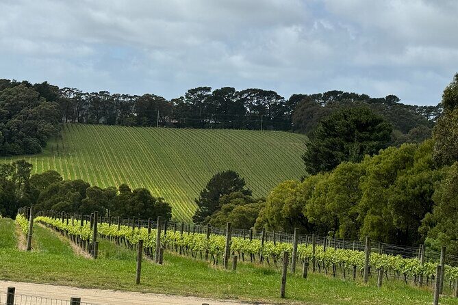 Melbourne: Private Mornington Peninsula & Winery Tours. - Exploring the Itinerary in Detail