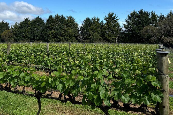 Melbourne: Private Mornington Peninsula & Winery Tours. - FAQ