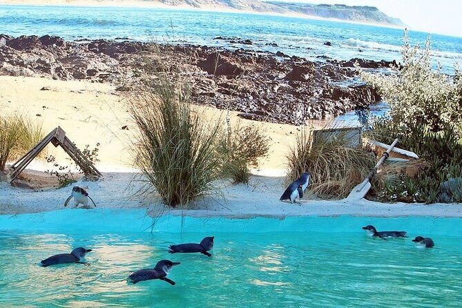 Melbourne Private Penguins Koalas TOUR-Melbourne City Tour JEWELS - Introduction