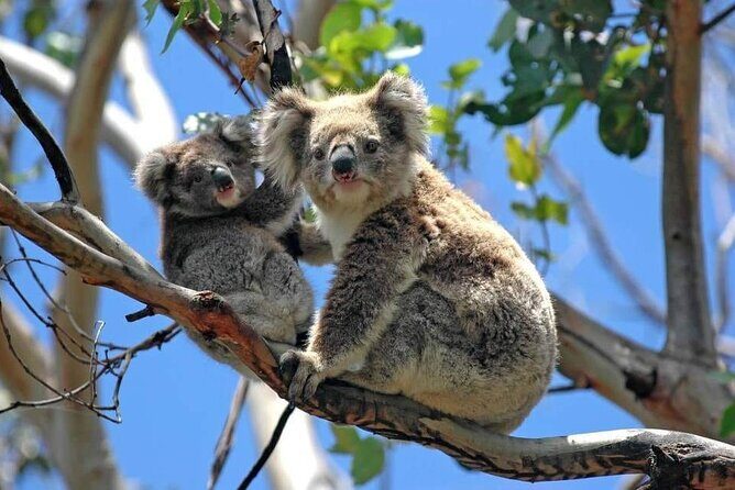 Melbourne: Private Phillip Island Penguin Parade & Wildlife Tours - Transportation and Practicalities