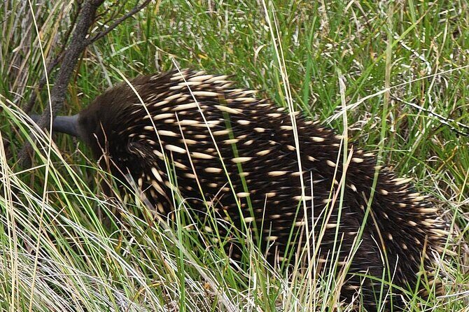 Melbourne: Private Phillip Island Penguin Parade & Wildlife Tours - Who Is This Tour Best For?