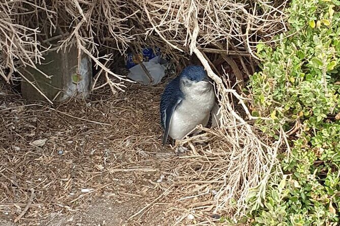 Melbourne: Private Phillip Island Penguin Parade & Wildlife Tours - FAQ