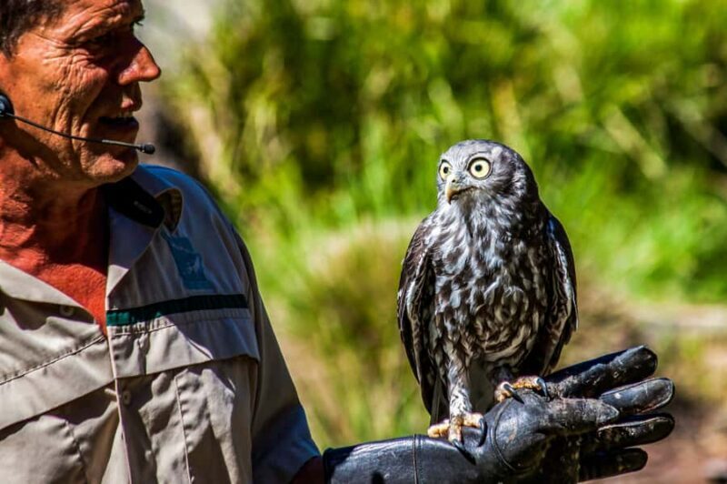 Melbourne: Puffing Billy & Healesville Sanctuary Scenic Tour - Key Points