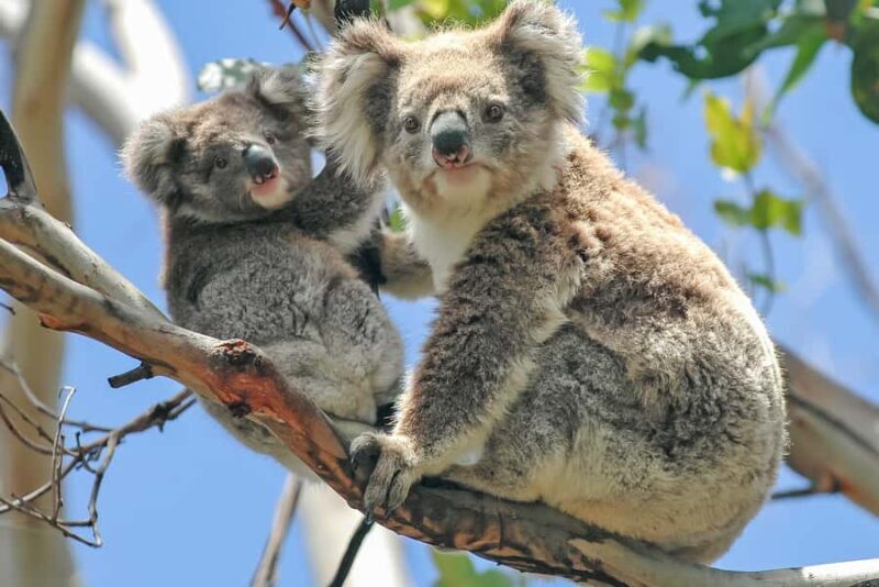 Melbourne: Puffing Billy & Healesville Sanctuary Scenic Tour - Practical Details and Tips