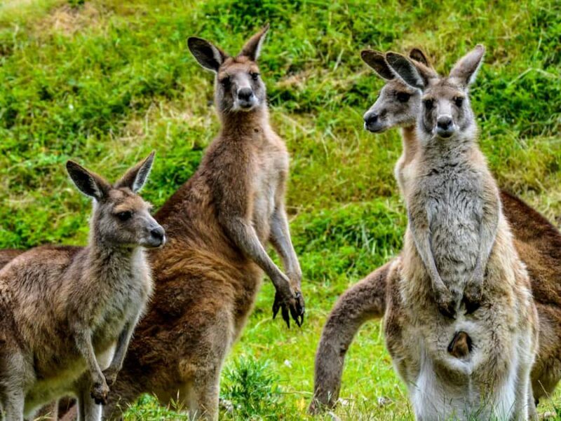 Melbourne: Puffing Billy & Healesville Sanctuary Scenic Tour - FAQ