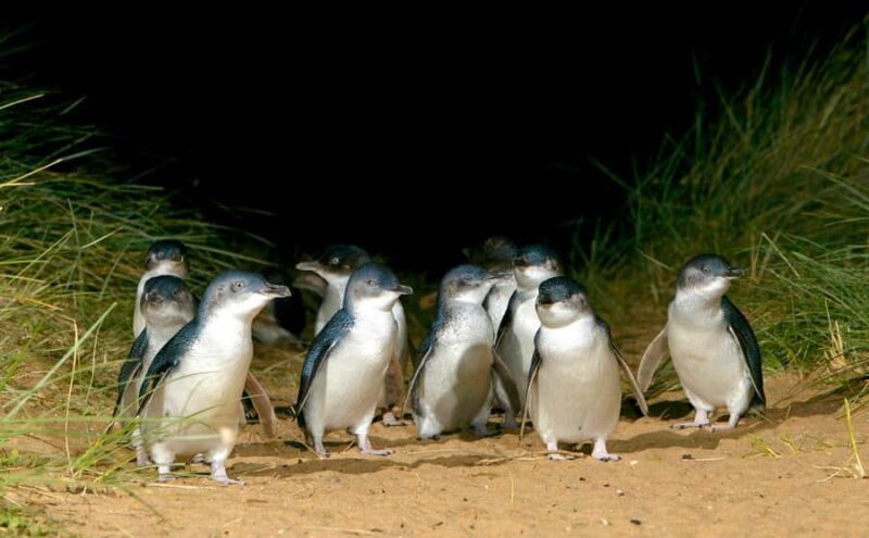 Melbourne: Puffing Billy Penguin Parade Brighton Boxes Tour - The Bottom Line: Who Should Book This Tour?