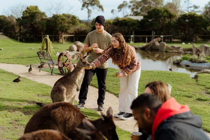 Melbourne Puffing Billy Train and Penguin Parade Day Tour Escape - Who Should Consider This Tour?